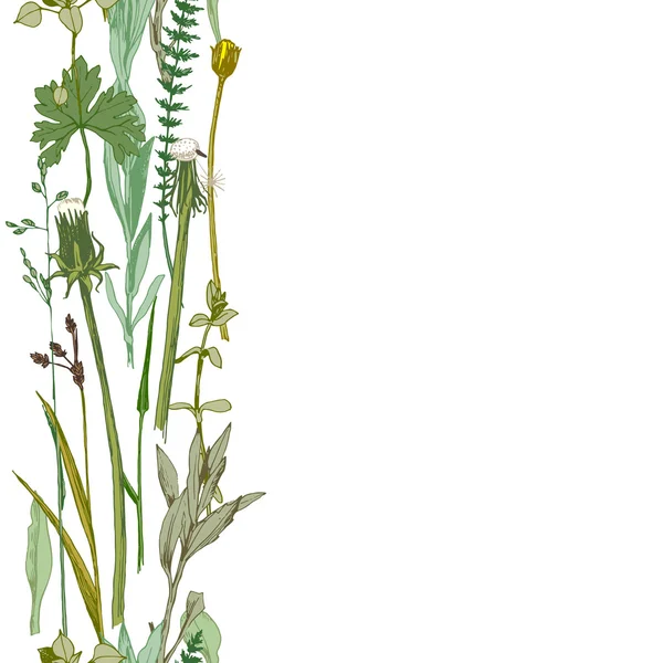 Frontière à base de plantes sans couture — Image vectorielle