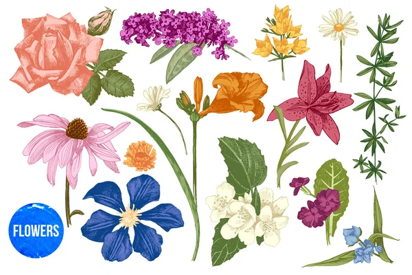 Ensemble de fleurs de jardin dessinées à la main — Image vectorielle