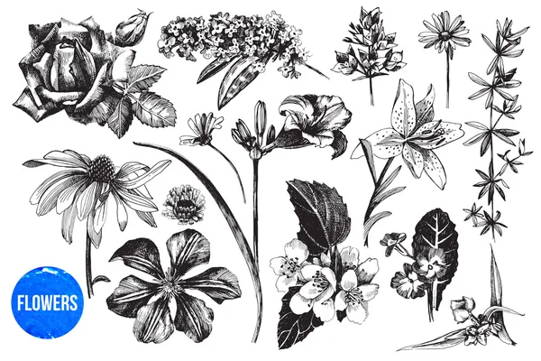 Juego de flores de jardín dibujadas a mano — Vector de stock