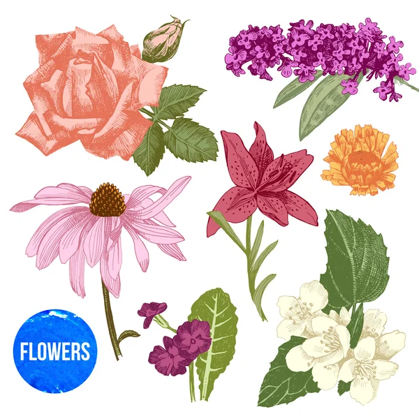 Conjunto de flores de jardim desenhadas à mão —  Vetores de Stock