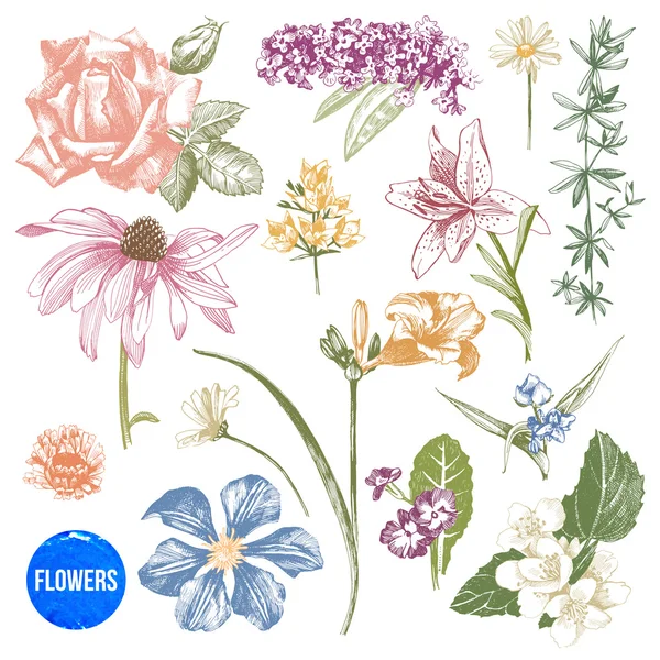 Ensemble de fleurs de jardin dessinées à la main — Image vectorielle