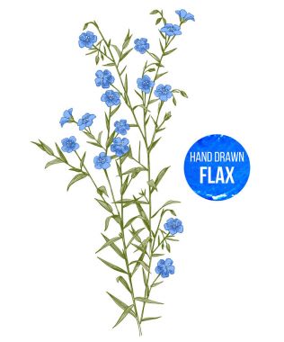 Hand drawn colorful flax flowers clipart