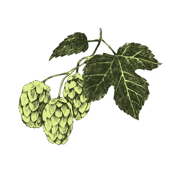 Plante de houblon dessinée — Image vectorielle