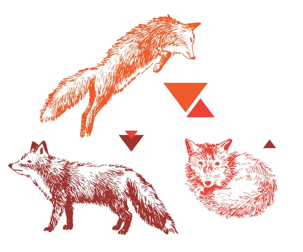 3 renards dessinés à la main dans différentes poses — Image vectorielle