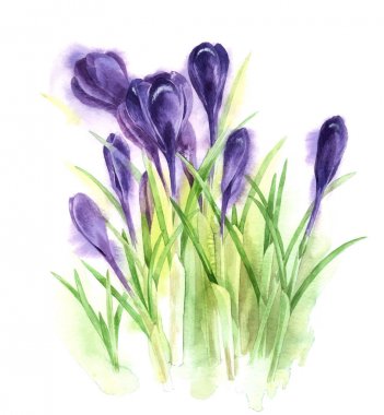 Suluboya çiğdemler el çekilmiş