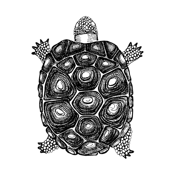 手拉的龟 — 图库矢量图片