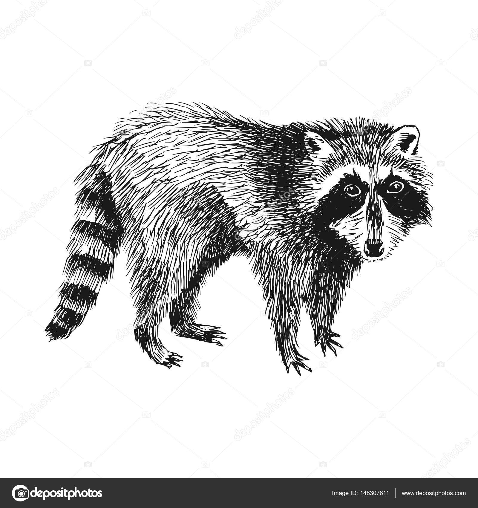 Image vectorielle Raton laveur dessiné à la main par ©mart_m - 148307811, image size:963x1024