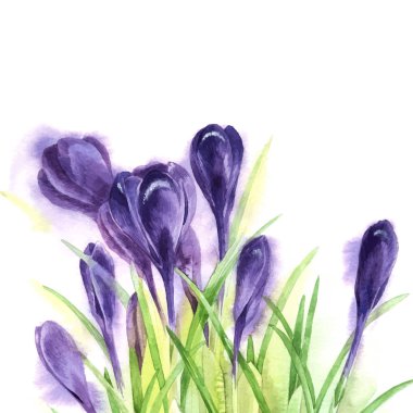 Suluboya çiğdemler el çekilmiş