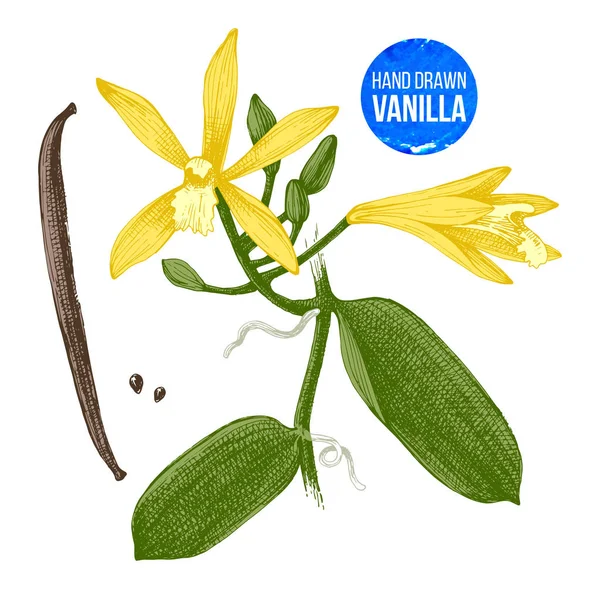 Vanilj växt hand dras botaniska illustration — Stock vektor