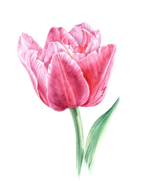 Ręcznie rysowane akwarela tulip — Zdjęcie stockowe