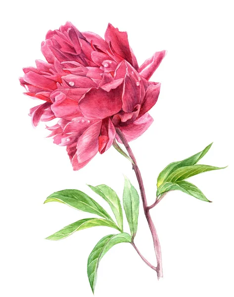 Akvarell rosa pion blomma i vintagestil — Stockfoto