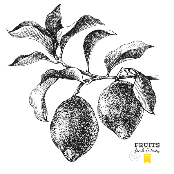 Hand drawn branch of lemons — Stock Vector