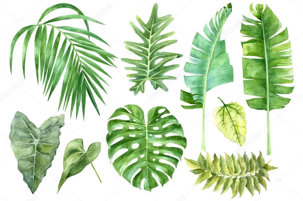 Set of tropical watercolor leaves