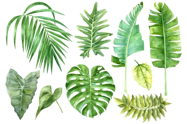 Watercolor set of tropical leaves — Stock Vector