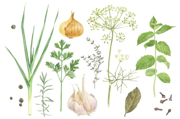 Herbes et épices aquarelle — Image vectorielle