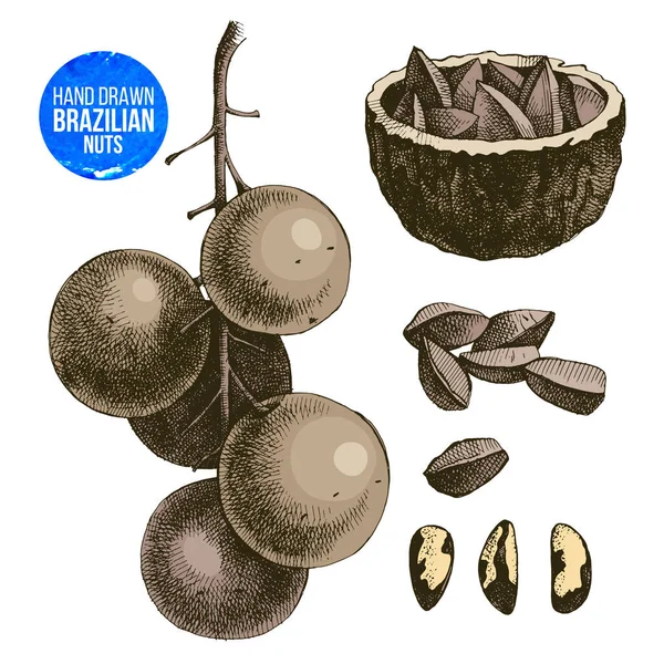 Ручная иллюстрация бразильских орехов — стоковый вектор