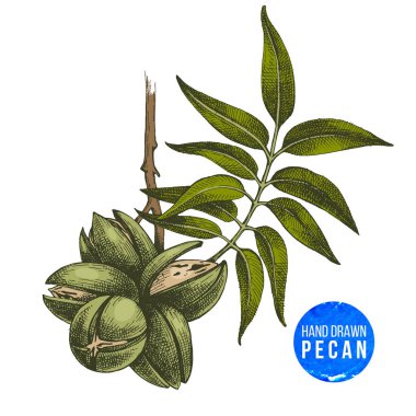 Çizilmiş pekan fındık el