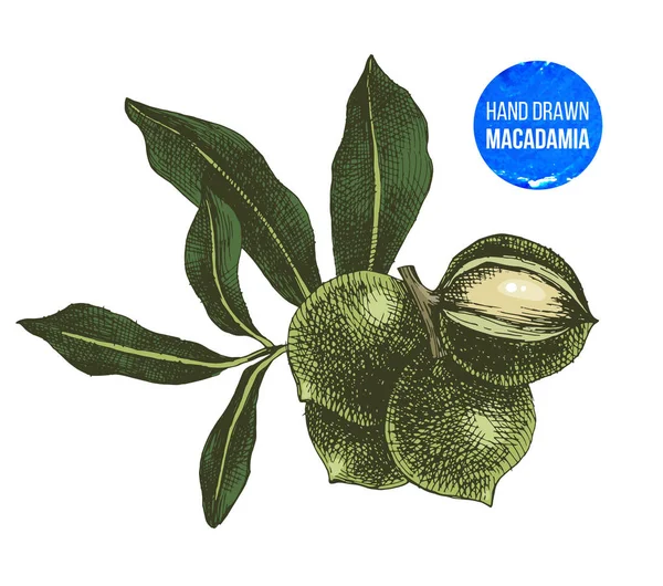 Ručně kreslenou makadamia — Stockový vektor