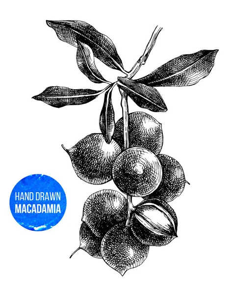 Handgezeichneter Macadamia-Ast — Stockvektor