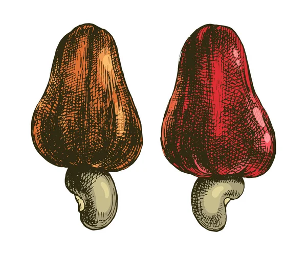 Frutos de anacardo dibujados a mano — Archivo Imágenes Vectoriales