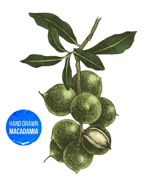 Handgezeichneter Macadamia-Ast — Stockvektor