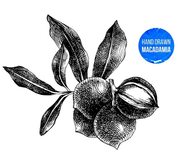 Nueces de macadamia dibujadas a mano — Archivo Imágenes Vectoriales