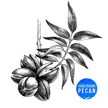 Çizilmiş pekan fındık el