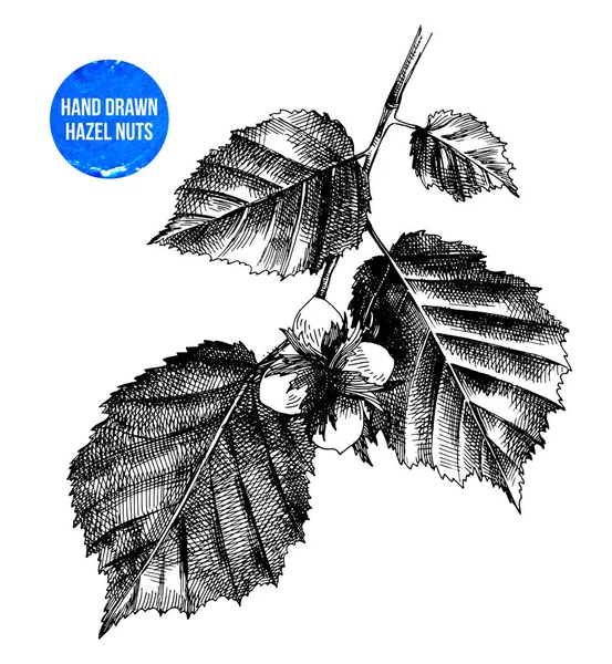 Dalı üzerinde çekilmiş fındık el