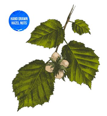 Dalı üzerinde çekilmiş fındık el