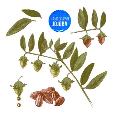 Jojoba fındık, dalları ve meyve