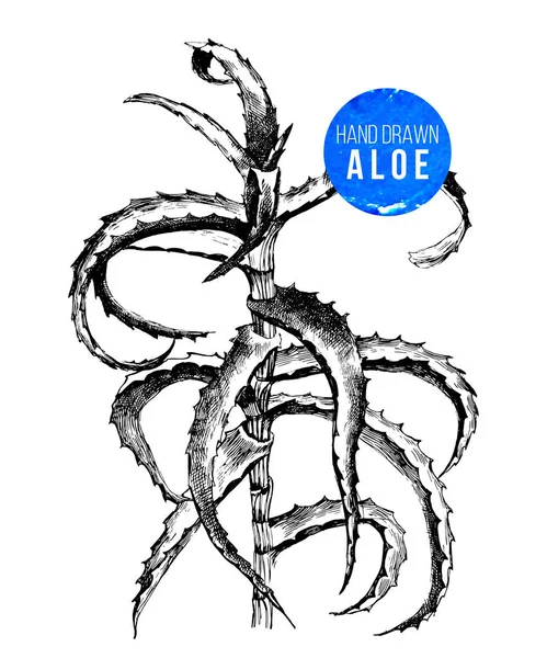 Plante d'aloe vera dessinée à la main — Image vectorielle