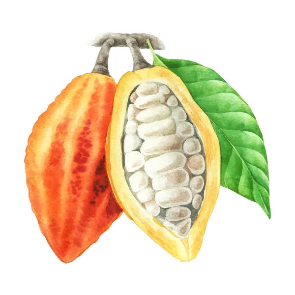 Acuarela vainas de cacao con hojas — Vector de stock