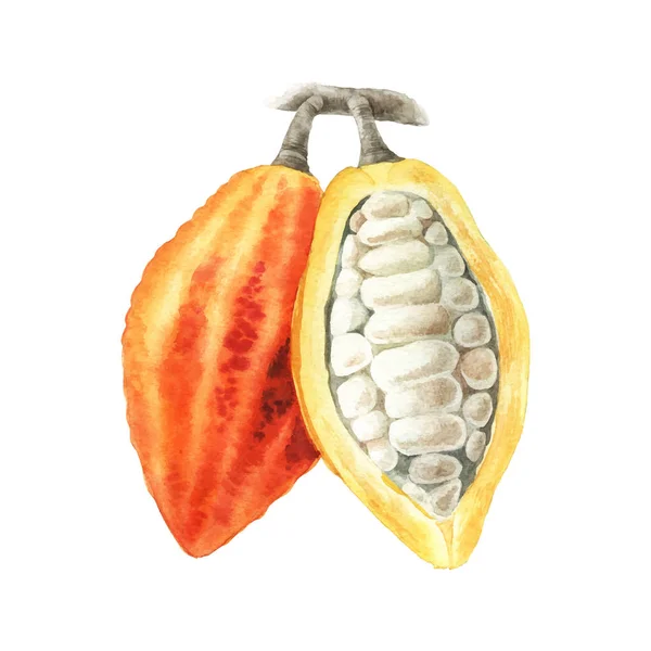 Acuarela ilustración de rama de cacao — Vector de stock