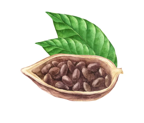 Reife Aquarell-Kakaobohnen — Stockvektor