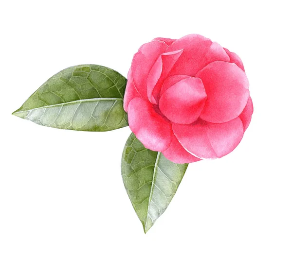 Akvarell rosa camellia blomma med blad — Stockfoto