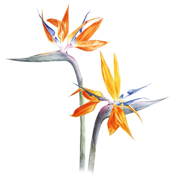 Paradisfågeln - strelitzia - blomma akvarell — Stockfoto