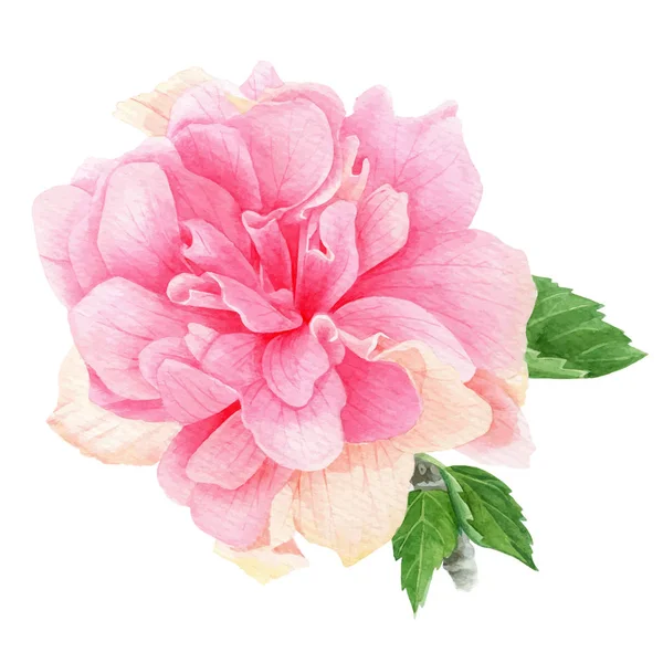 Aquarelle hibiscus rose tropical avec feuilles — Image vectorielle