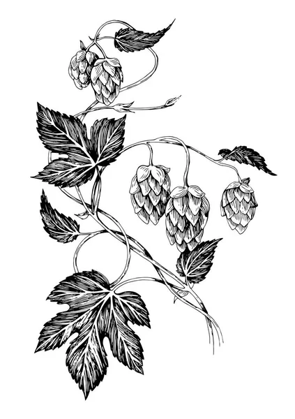 Ramo di luppolo disegnato a mano con foglie e coni — Vettoriale Stock