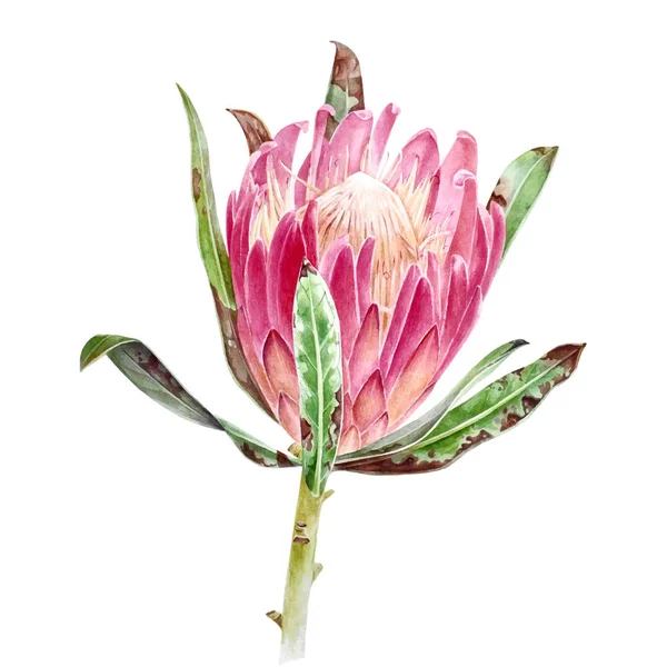 Watercolor protea flower — Stock Vector