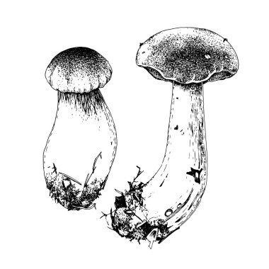 El çizimi mantarlar.