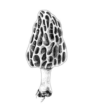 Hand drawn colorful morel mushroom clipart