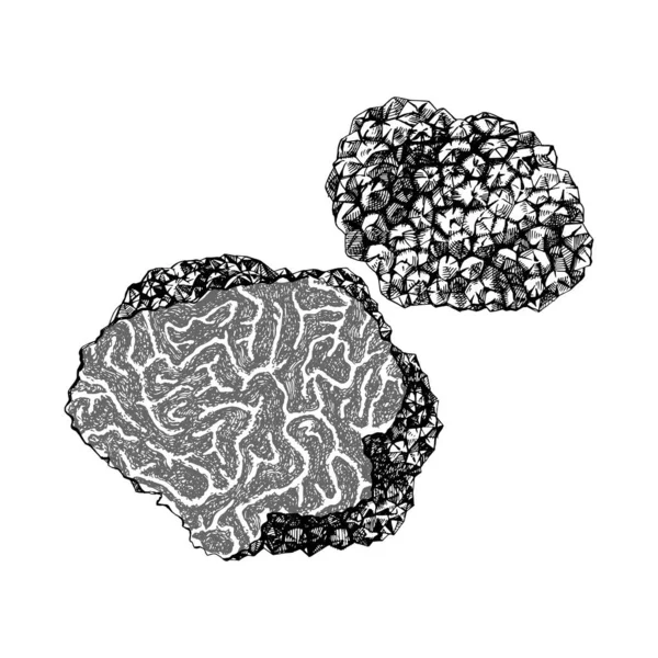 Ručně kreslené černé lanýžové houby — Stockový vektor