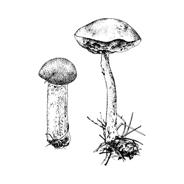 手绘桦树球状蘑菇 — 图库矢量图片