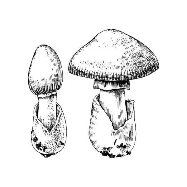 Cogumelo amanita caesarea desenhado à mão — Vetor de Stock