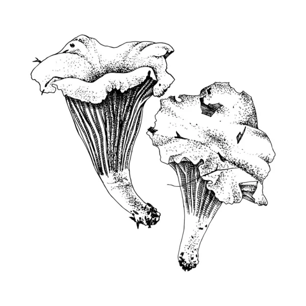 Champiñones Chanterelle dibujados a mano — Archivo Imágenes Vectoriales