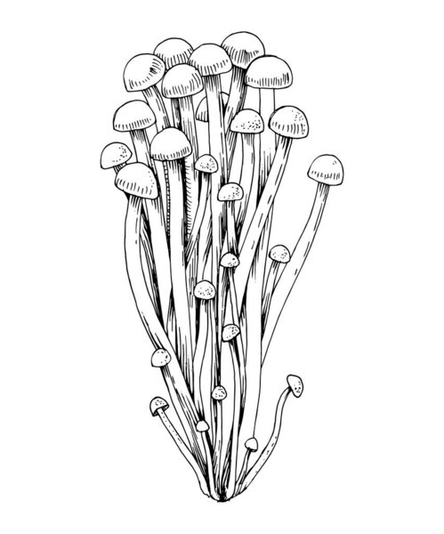 Hand drawn Enoki mushrooms