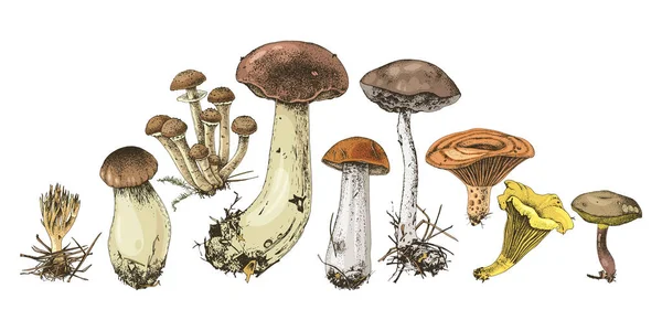 Funghi di foresta disegnati a mano — Vettoriale Stock