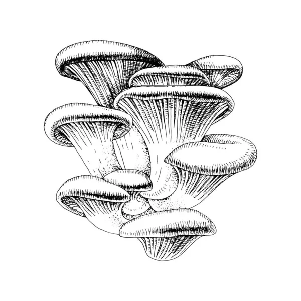 Funghi di ostrica disegnati a mano . — Vettoriale Stock