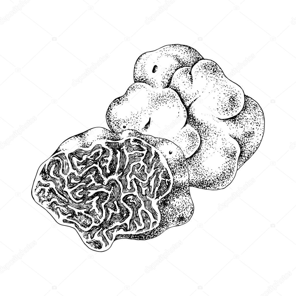 Hand drawn white truffle or tuber magnatum