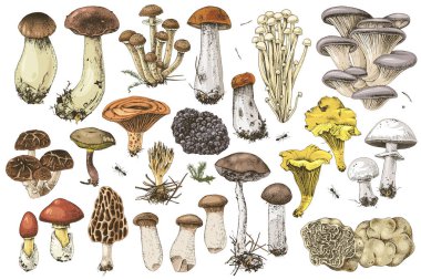 Hand drawn edible mushrooms collection clipart